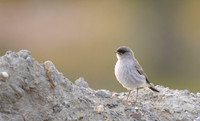 Dark-faced Ground-Tyrant, Ushuaia, Argentina