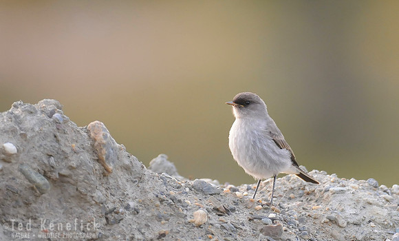Dark-faced Ground-Tyrant, Ushuaia, Argentina
