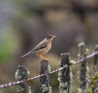 Young Austral Thrush in the Rain - Patagonia