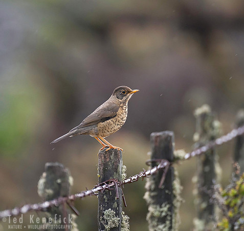 Young Austral Thrush in the Rain - Patagonia