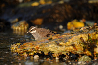 Evening Forage - Dark-bellied Cinclodes, Tierra del Fuego National Park