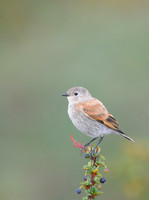 Austral Negrito on Berry Bush, Patagonia, Chile