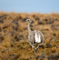 Patagonia
