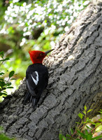 King Bird of the Southern Forest -- Magellanic Woodpecker, Glaciares NP, Argentina
