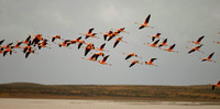 Patagonian Pink -- Chilean Flamingos, near Punta Arenas, Chile