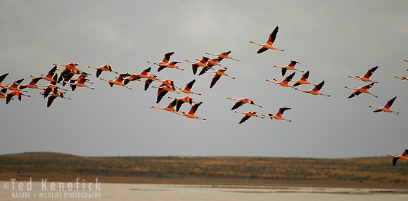Patagonian Pink -- Chilean Flamingos, near Punta Arenas, Chile