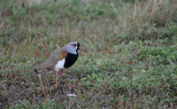 Southern Lapwing in Heather