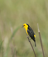 Saffron-cowled Blackbird, Gualeguaychu, Argentina