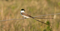 Fork-tailed Flycatcher, Entre Rios, Argentina