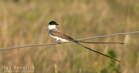 Fork-tailed Flycatcher, Entre Rios, Argentina