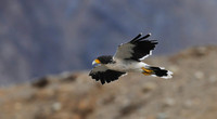 On the Prowl - White-throated Caracara, Ushuaia, Argentina