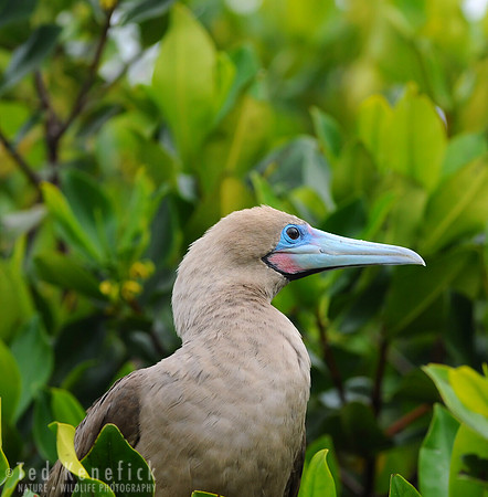 Red-footed Booby in Galapagos Mangrove