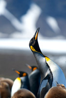 King Penguins - 2, South Georgia