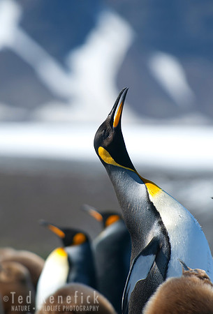 King Penguins - 2, South Georgia