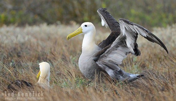 Showing Off Waved Albatross Espanola Island, Galapagos