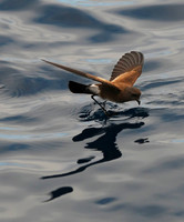 Band-rumped Storm-Petrel on Glassy Ocean, Galapagos Islands