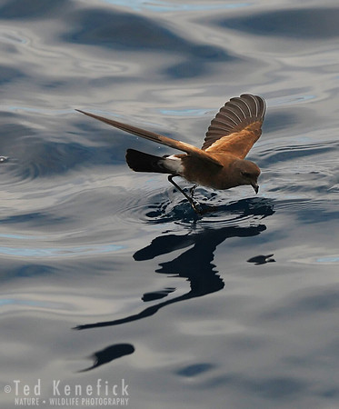 Band-rumped Storm-Petrel on Glassy Ocean, Galapagos Islands