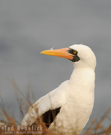 Nazca Booby Portrait, Espanola Island, Galapagos