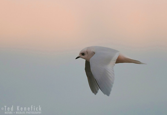 Ross's Gull, Barrow, Alaska