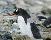 Gift -- Gentoo Penguin on Elephant Island, South Shetland Islands