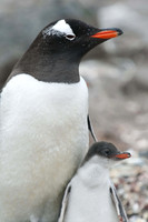 Gentoo Penguin & Chick -- Elephant Island, South Shetlands Islands