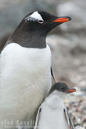 Gentoo Penguin & Chick -- Elephant Island, South Shetlands Islands