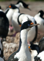 Blue-eyed Shag, Sea Lion, Falkland Islands