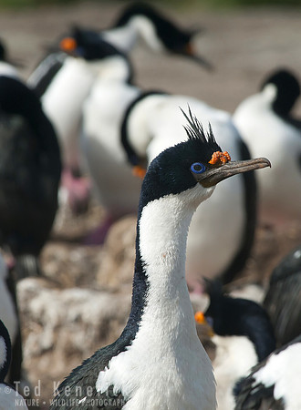 Blue-eyed Shag, Sea Lion, Falkland Islands
