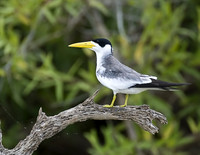 Large-billed Tern on Emergent Perch, Cuiaba River, The Pantanal, Brazil