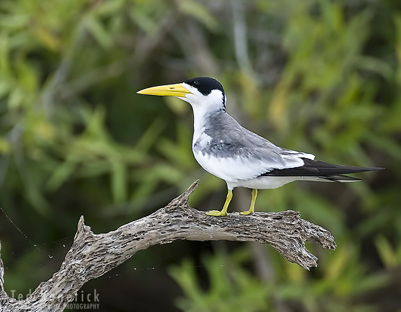Large-billed Tern on Emergent Perch, Cuiaba River, The Pantanal, Brazil