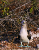 Blue-footed Booby, Galapagos