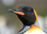 King Penguin - 2 - Salisbury Plain, South Georgia