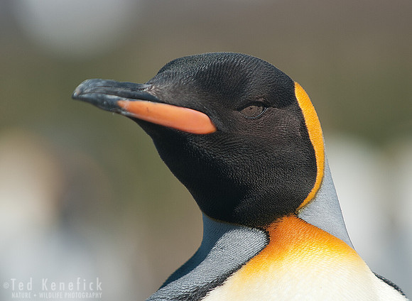 King Penguin - 2 - Salisbury Plain, South Georgia