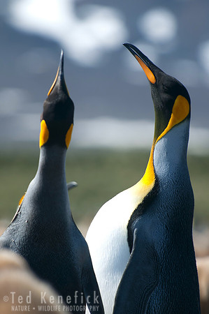 King Penguins - 3, South Georgia Island