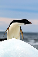 Seabirds