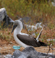 Blue-footed Booby, Galapagos Islands