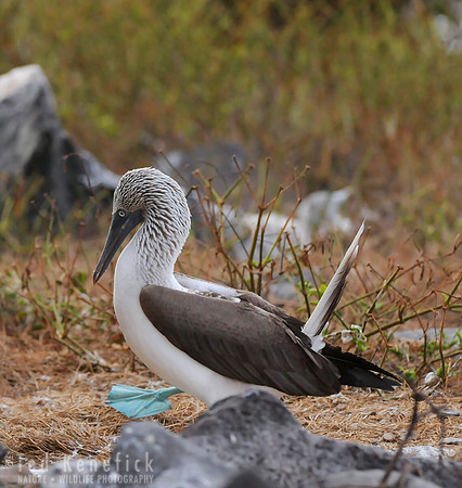 Blue-footed Booby, Galapagos Islands