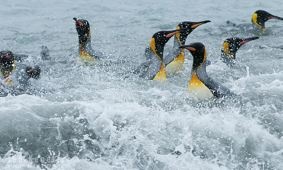 King Penguins - 4, South Georgia