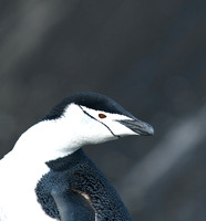 Chinstrap Penguin, Baily Head, Antarctica