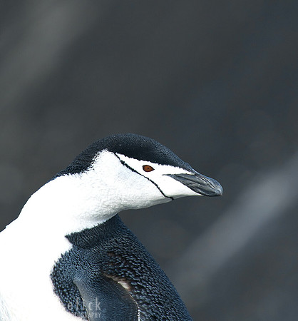 Chinstrap Penguin, Baily Head, Antarctica