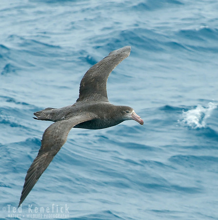 Ocean Nomad - Antarctic Giant-Petrel at sea near South Georgia