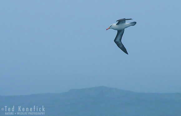 Black-browed Albatross in Fog off South Georgia