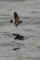 Bouncin' Across the Water -- Band-rumped Storm-Petrel, Galapagos