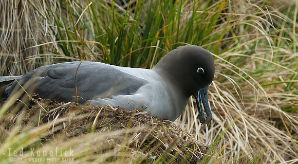 Light-mantled Albatross on nest, Gold Harbour, South Georgia