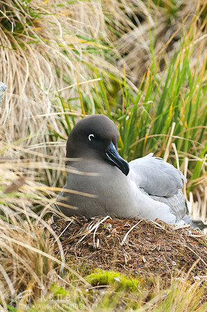 Light-mantled Albatross on nest - 2, Gold Harbour, South Georgia