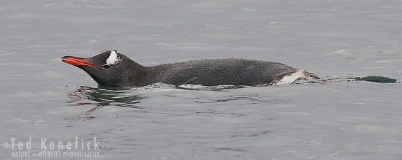 Swimming Gentoo