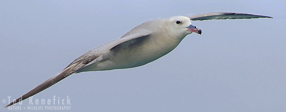 Southern Fulmar in flight at Elephant Island