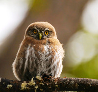Austral Pygmy-Owl, Glaciares NP, Argentina