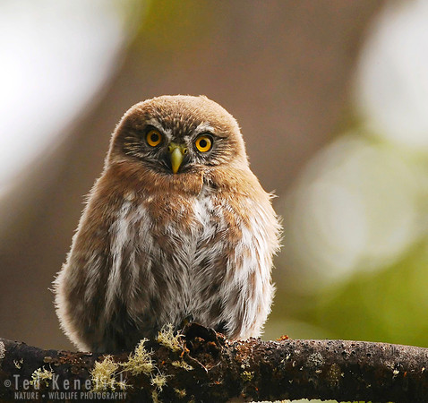 Austral Pygmy-Owl, Glaciares NP, Argentina