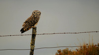 Patagonian Vigil -- Windblown Short-eared Owl on Fence, Chile
